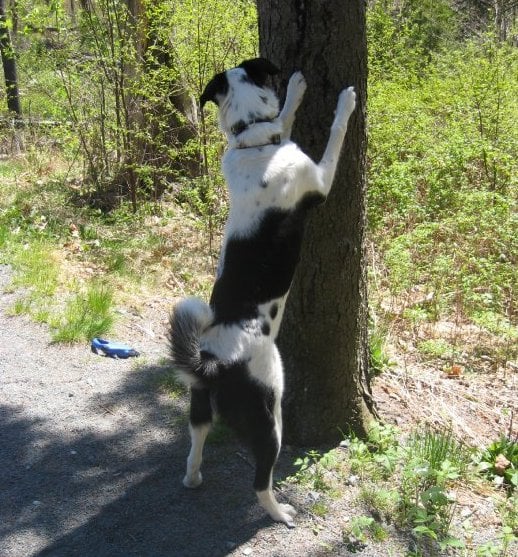 Loving the freedom! Halifax Dog Training