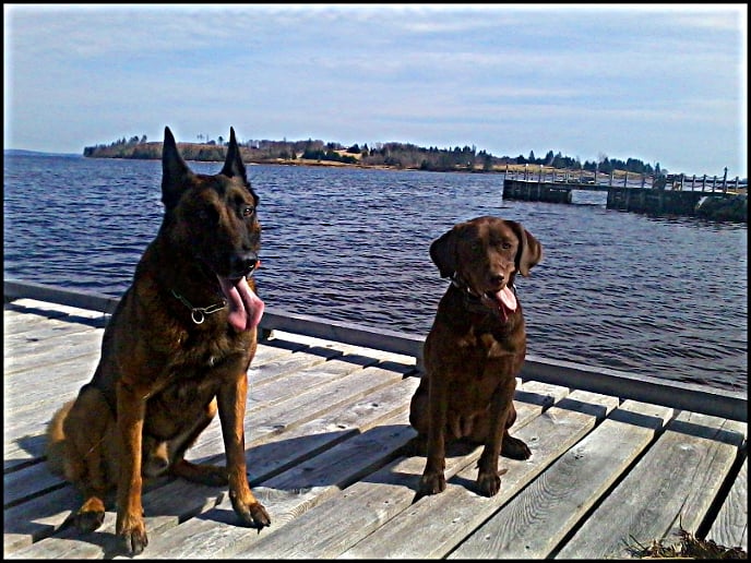 Bring on the fun! Dog Training Halifax NS