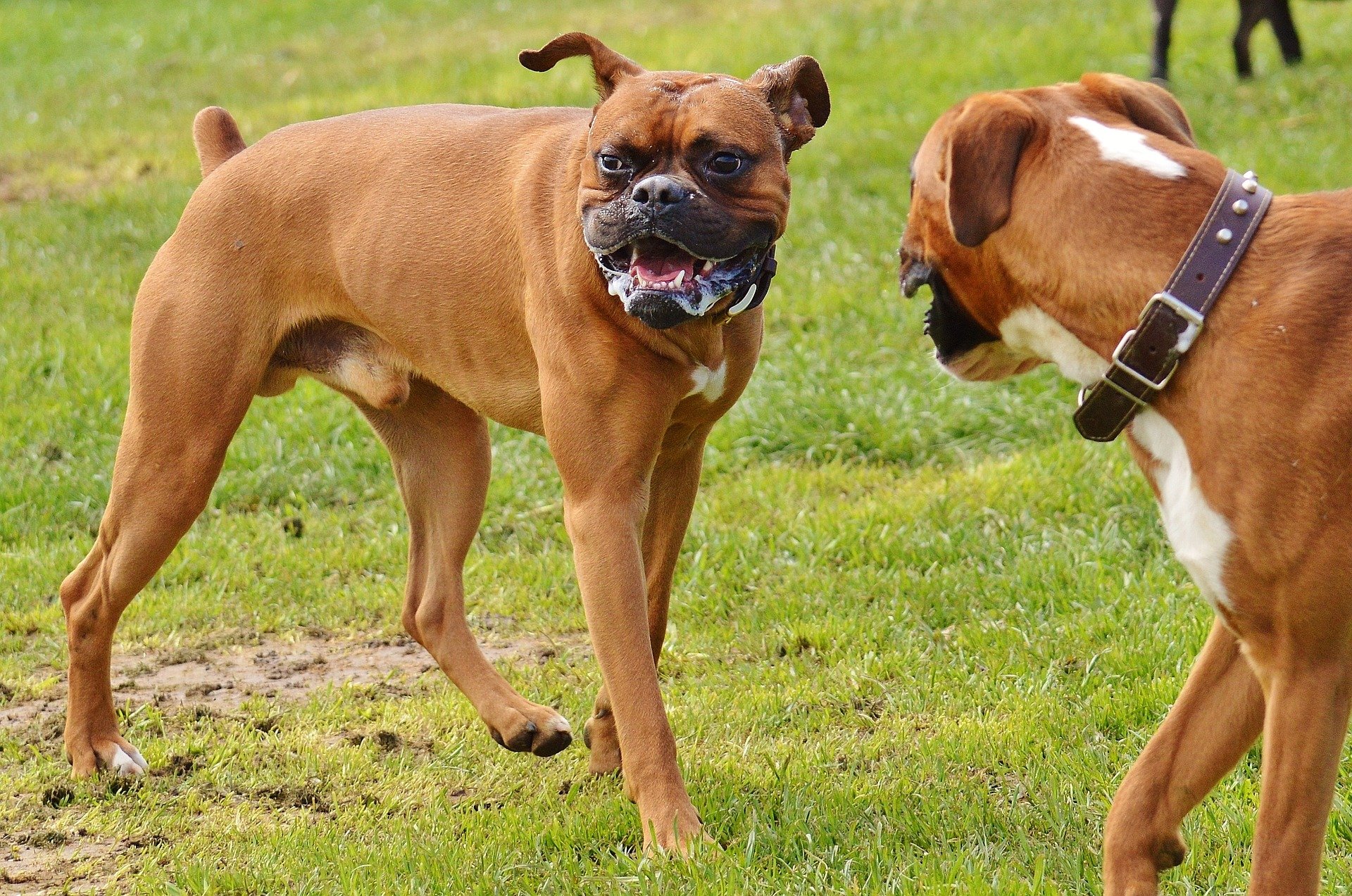 Boxer Dogs 1321217 1920 Dog Trainer Halifax Ns Off Leash Boxer Dogs 1321217 1920 Dog Trainer