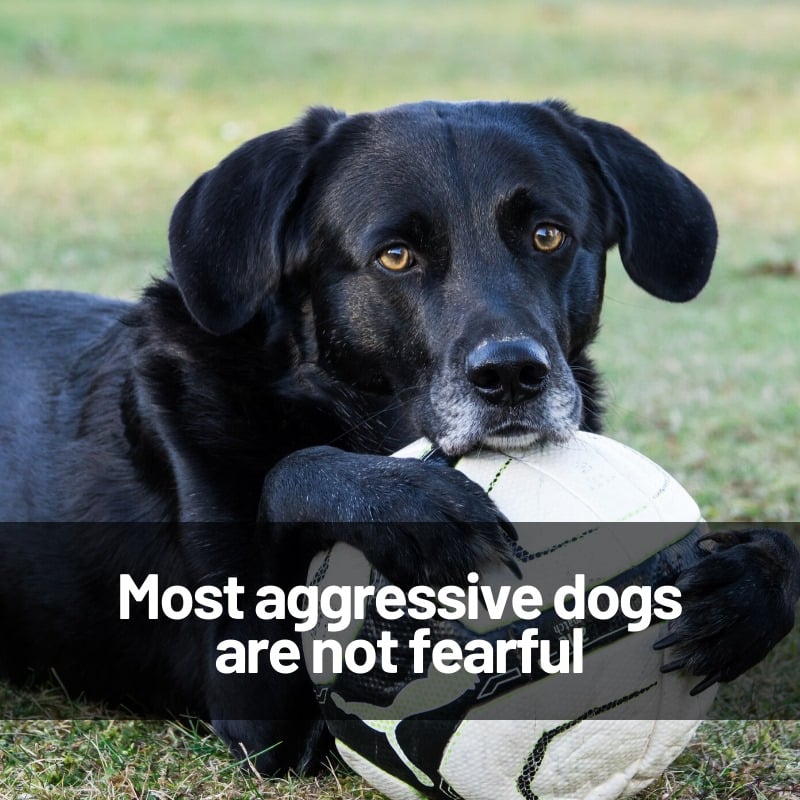 aggressive dog behavior training