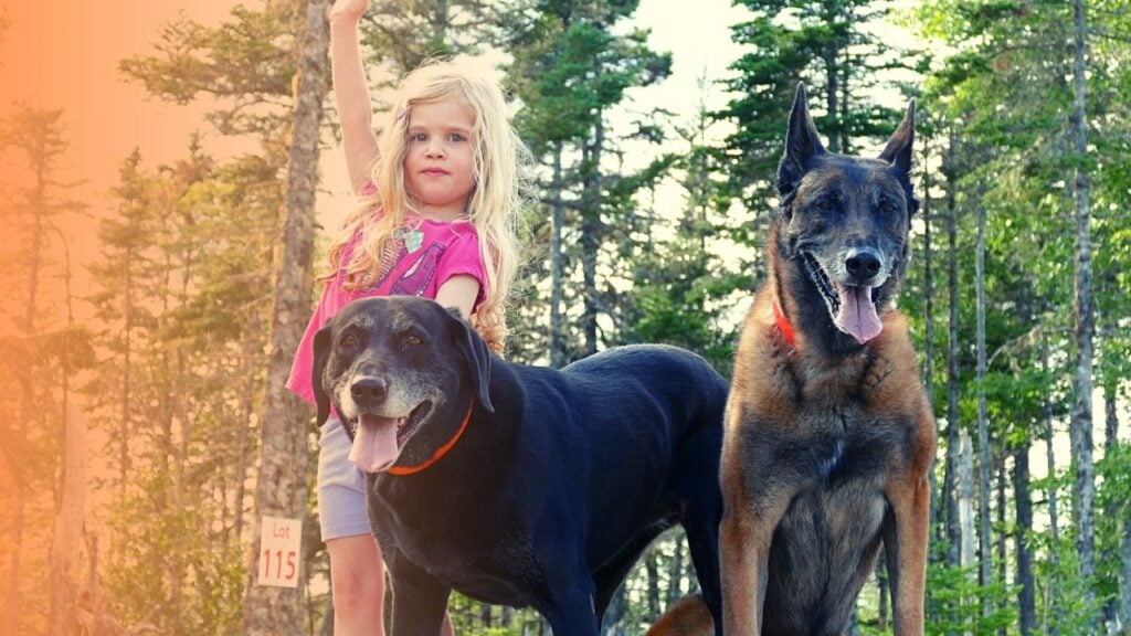 Off Leash Training For Reactive And Aggressive Dogs