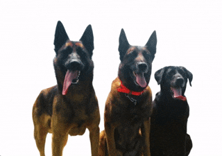 my-dogs